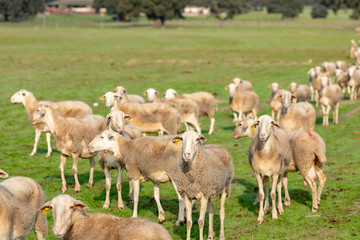 Obraz premium Flock of sheep grazing