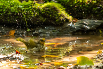 A Stripe-Throated Bulbul bathing and shaking off water in a natural small pond