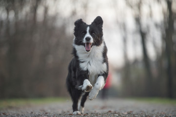 Happy Border collie