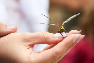 Dragonfly resting, sitting on a woman hand. Selective focus, blurred background