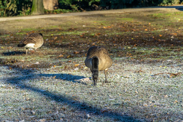 Canadian goose on the field