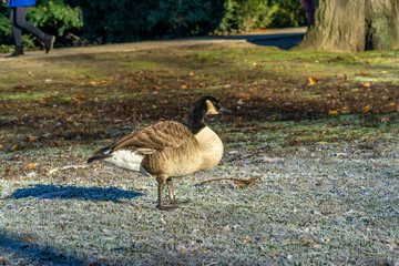 Canadian goose on the field