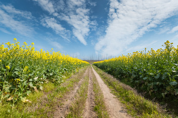Fototapeta na wymiar spring landscape of rapeseed flower field