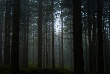 Dark forest. Karkonosze National Park. Poland