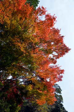 紅葉の森 Images Browse 34 Stock Photos Vectors And Video Adobe Stock
