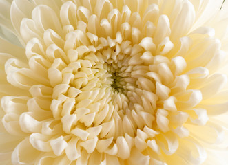close up on the central of a white chrysanthemum flower