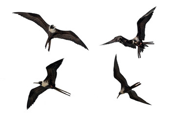 Adult female Fregata magnificens Magnificent frigatebird flying in various postures isolated on white background - obrazy, fototapety, plakaty