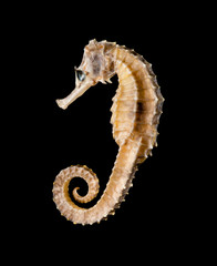 dry seahorse as Chinese medicine on black
