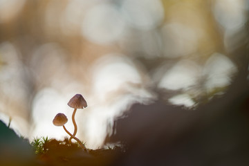 Mushrooms autumn 2018