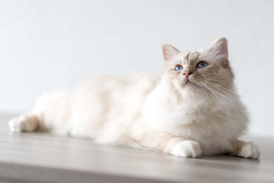 Portrait of beautiful sacred cat of burma