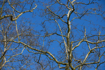 Platanenzweige gen Himmel