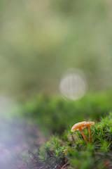 Mushrooms autumn 2018