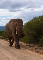 Fototapeta na wymiar Large elephants passing by at close range in Addo Elephant Park, South Africa