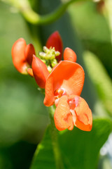 Closeup of runner bean flower (Phaseolus coccineus)