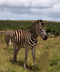 Fototapeta na wymiar Beautifully striped zebra’s wandering around in Addo Elephant Park, South Africa