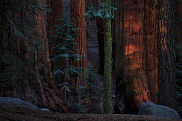 Sunset in very old forest in Sequoia National Park in California
