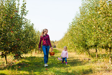 Fototapeta premium Mother with girl pick apples in the basket