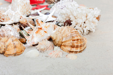 Seashells and red seastars on the sand, summer beach background with copy space for text.