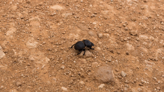 Flightless dung beetle searching for elephant droppings to bring home, Addo Elephant Park, South Africa