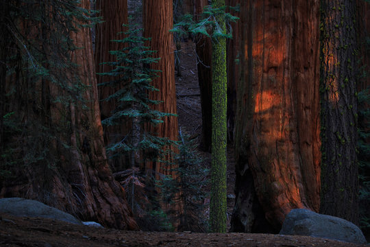 Sunset in very old forest in Sequoia National Park in California