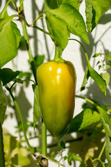 Closeup of sweet pepper plant growing on a terrace