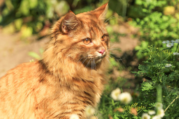 Portrait of Cat with copy space. Cute red cat outdoor nature