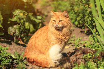 Naklejka na ściany i meble Beautiful red cat outdoor in green garden in nature in sunlight