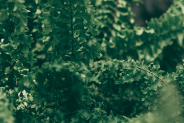 Tropical green leaf in dark tone.