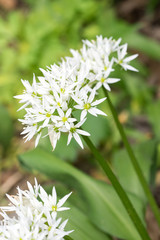 Closeup of ramsons (wild garlic) flowers (Allium ursinum)