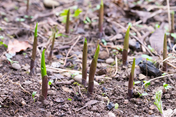 Closeup of shoots of Lily of the valley (Convallaria majalis)