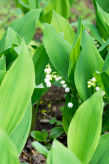 Obraz premium Closeup of flowering Lily of the valley plants (Convallaria majalis)