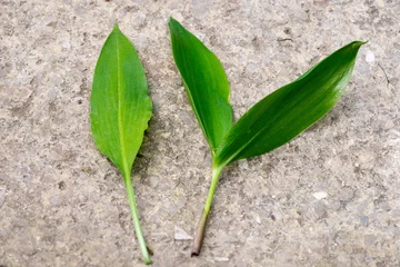 Fototapeten Comparison of edible wild garlic (Allium ursinum, on left) and poisonous Lily of the valley (Convallaria majalis, on right) leaves © irottlaender