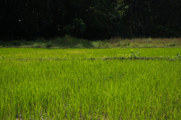 Paddy Field in Sri Lanka
