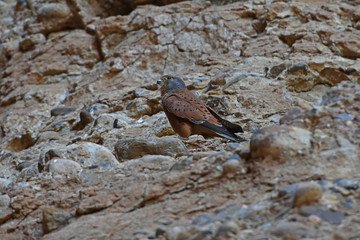 Turmfalke (falco tinnunculus) im Sesriem Canyon im Namib Naukluft Nationalpark in Namibia