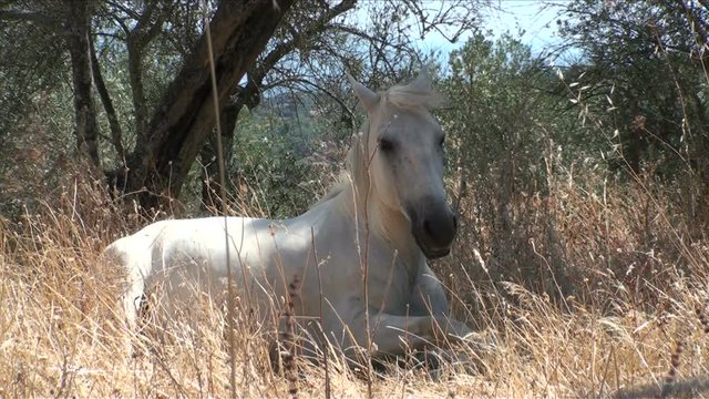 White Horse Resting Under a Shade