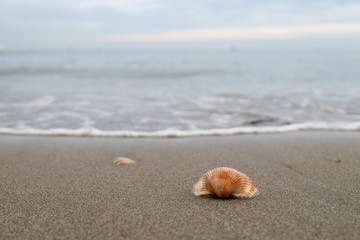 Fragments of shells on the beach during winter.