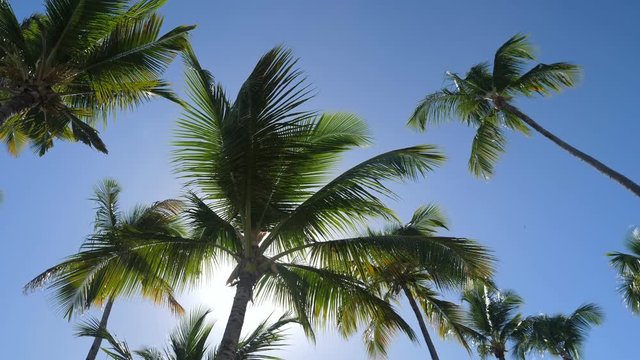 Sunlight through coconut palm trees with blue sky background, nobody