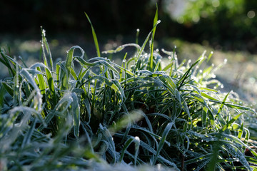 Touffe d'herbe recouverte de givre