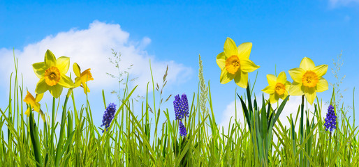 osterglocken und  hyazinthen in der frühlingswiese