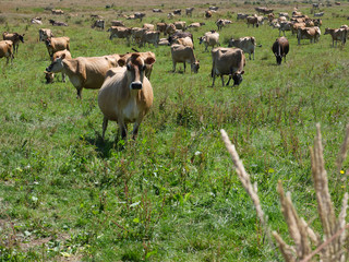 Cows in New Zealand