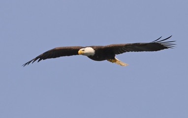 Eagle Soaring Over Nagog Pond