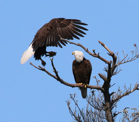 Bald Eagle Showing Mate Large Mouthed Bass For Eaglets in Nearby Nest