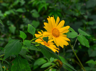Mexican wild sunflower blooming at autumn