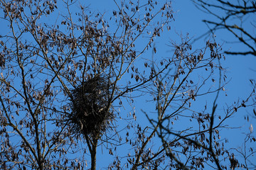 branches avec nid de pie vide, hiver, ciel bleu
