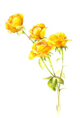 黄色いバラの水彩画