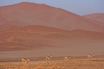 Springb&ouml;cke (Antidorcas marsupialis) im Namib-Naukluft Nationalpark (Sossusvlei) in Namibia