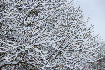 snow-covered trees