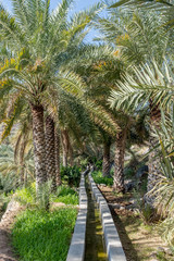 Fototapeta na wymiar Falaj irrigation system in Oman