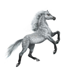 cheval, animal, gris , isolé, noir, silhouette, étalon, coeur, galop, mammifère, course, crin, illustration, sauvage, des chevaux, courir, ferme, nature, cheval, jument, chevalin, andalou, animal, cou