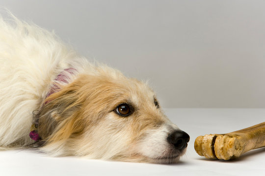 Studio shot on plain background of a long-haired lurcher bitch lying patiently next to a well-chewed bone